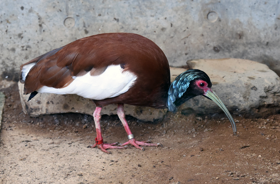 マダガスカルトキ アイアイのすむ森 で初めての鳥類展示 東京ズーネット