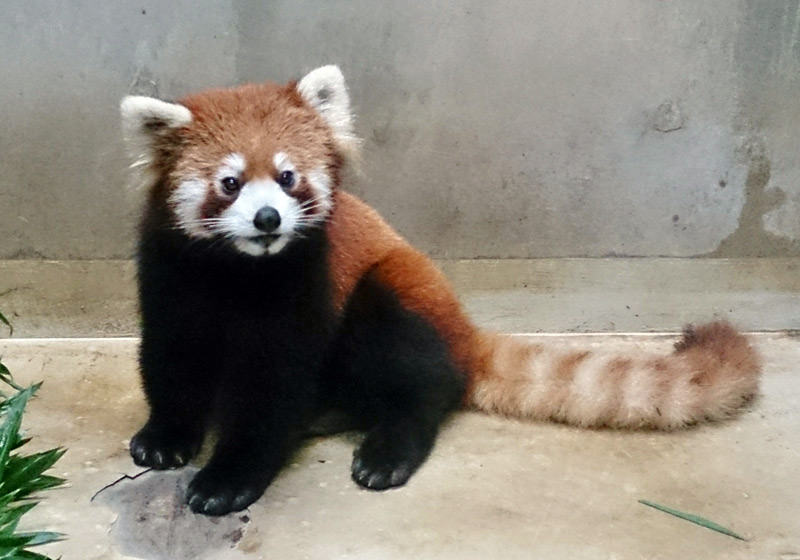 レッサーパンダの フーフー が山口に移動します 東京ズーネット