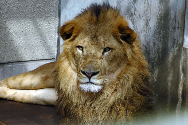 千葉 動物 公園