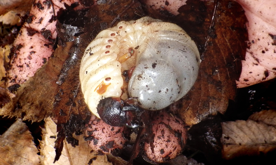 冬越しのいきものたち 2 カブトムシの幼虫 エサキモンキツノカメムシ ギンヤンマのなかまのヤゴ ハラビロカマキリの卵嚢 東京ズーネット