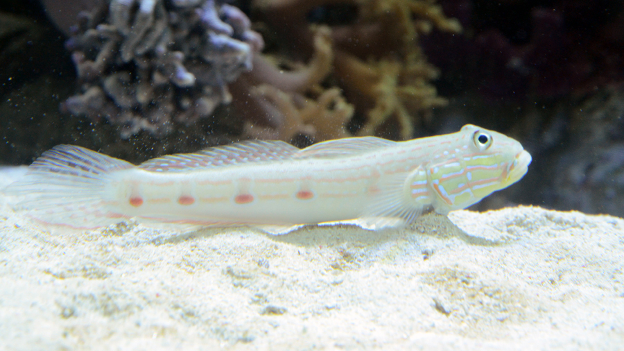 砂をきれいにする魚 サザナミハゼ 東京ズーネット