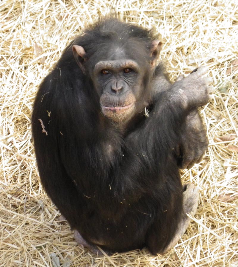 チンパンジーの「モコ」が沖縄こどもの国に移動します ｜ 東京ズーネット