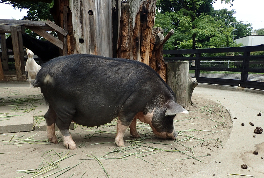 チャイニーズポットベリー「ハル」が上野動物園から来園 ｜ 東京ズーネット