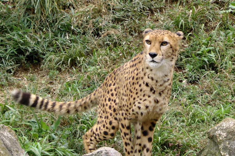 チーターの繁殖に向けて オス2頭が富士サファリパークから来園 東京ズーネット