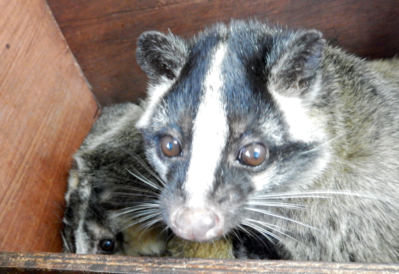 多摩動物公園の高齢ハクビシンたち 東京ズーネット