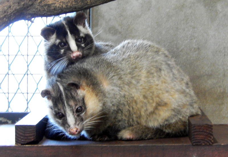 多摩動物公園の高齢ハクビシンたち 東京ズーネット