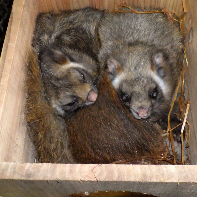 そこだけ食べるの ムササビの食べ方いろいろ 東京ズーネット