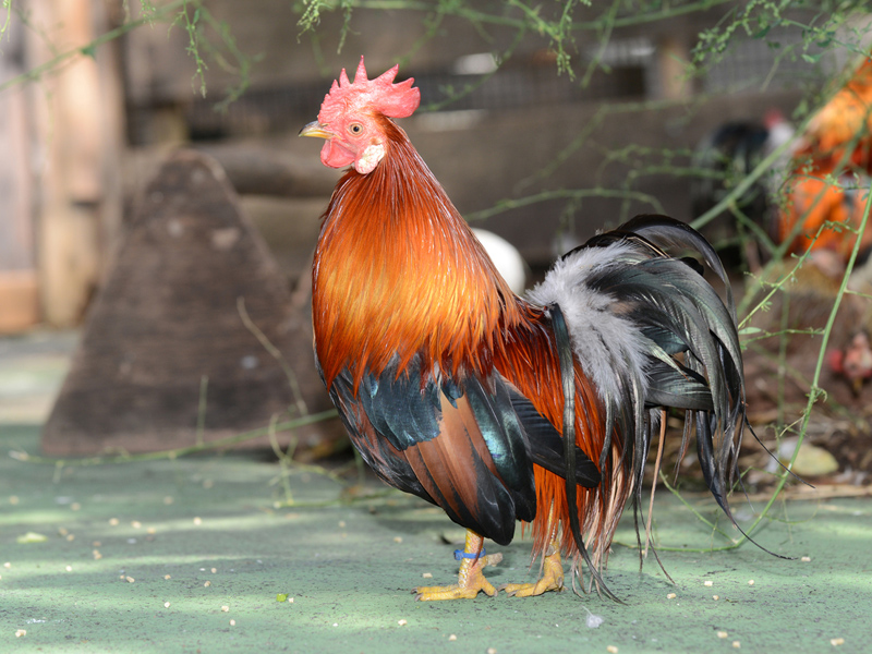 2017年 酉年：ニワトリの写真で年賀状をつくろう！ ｜ 東京ズーネット