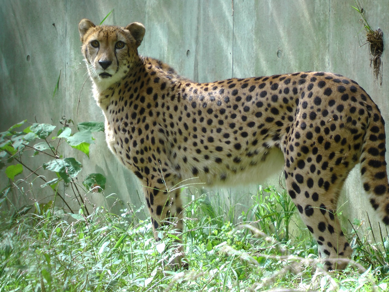 チーターの キキョウ が死亡しました 東京ズーネット