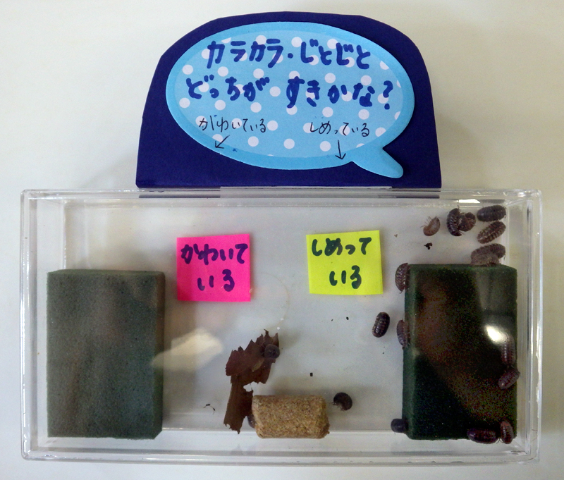 夏休みの自由研究にいかが ダンゴムシの迷路実験 東京ズーネット
