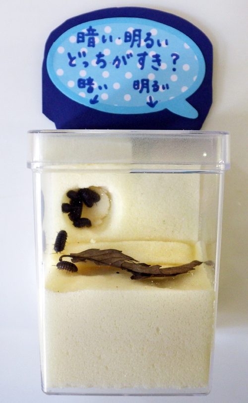 夏休みの自由研究にいかが ダンゴムシの迷路実験 東京ズーネット