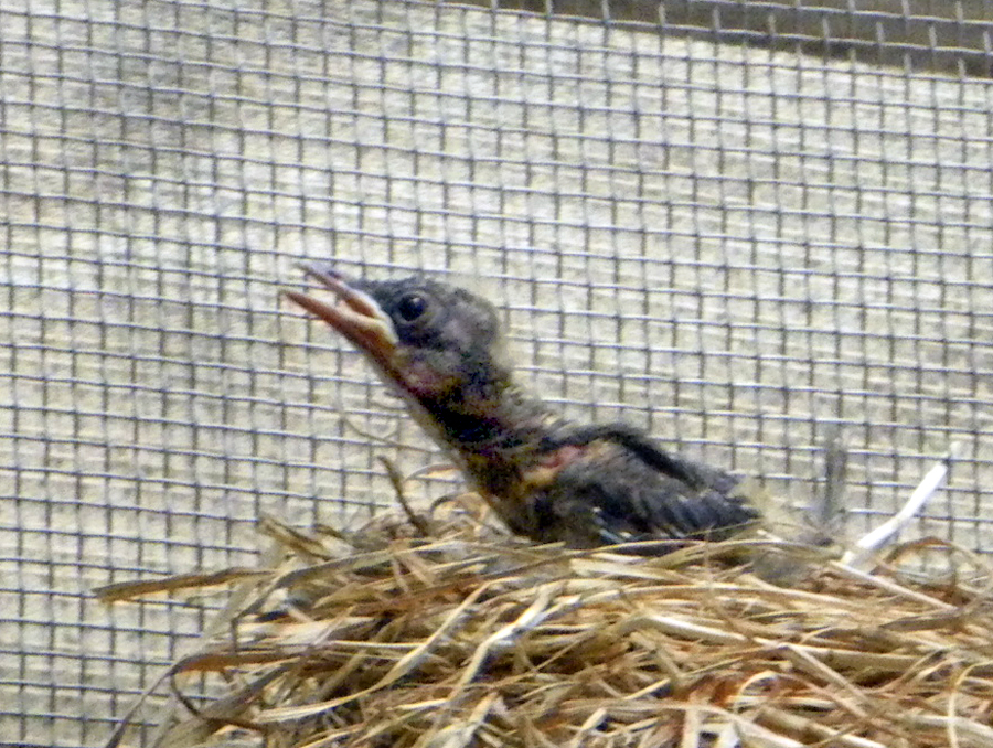 鳥班レポート17 今年繁殖した鳥たち 4 クロツグミ 東京ズーネット