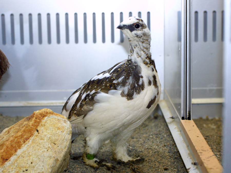 鳥班レポート17 今年繁殖した鳥たち 5 ライチョウ 東京ズーネット