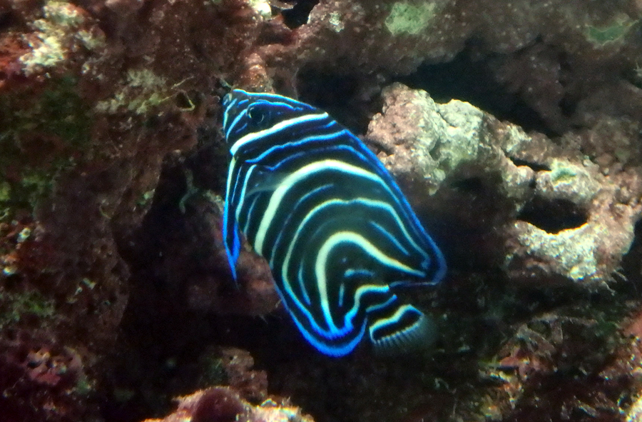 同じ魚に見えない サザナミヤッコ 東京ズーネット