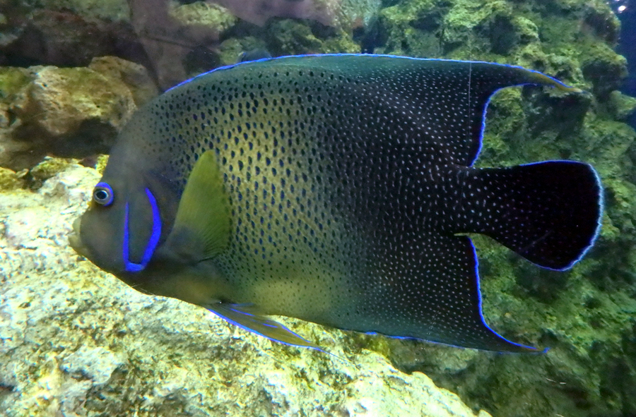 同じ魚に見えない サザナミヤッコ 東京ズーネット