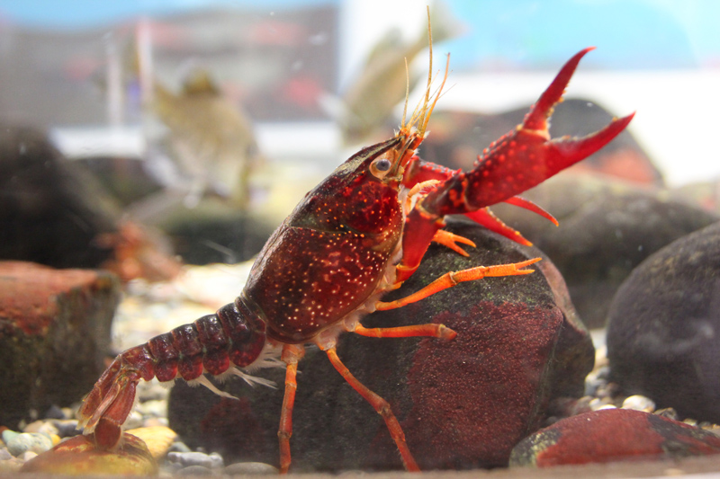 水生物館特設展示 私たちにできること アメリカザリガニは放さない オープン 東京ズーネット