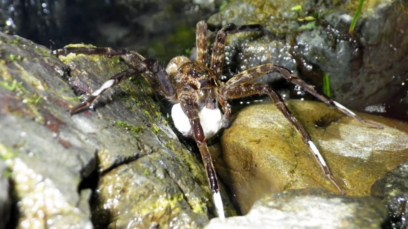 クモの卵嚢から出てきたカマキリモドキ 東京ズーネット