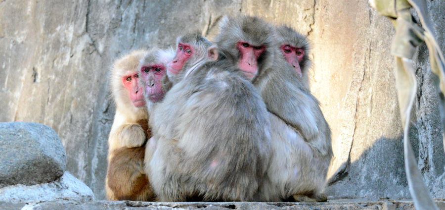 50周年を迎える多摩動物公園のサル山 東京ズーネット