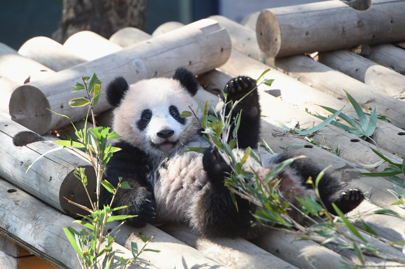 3 上野動物園無料開園日のジャイアントパンダ母子観覧は 事前申込 抽選制です 申込の受付を終了しました 東京ズーネット