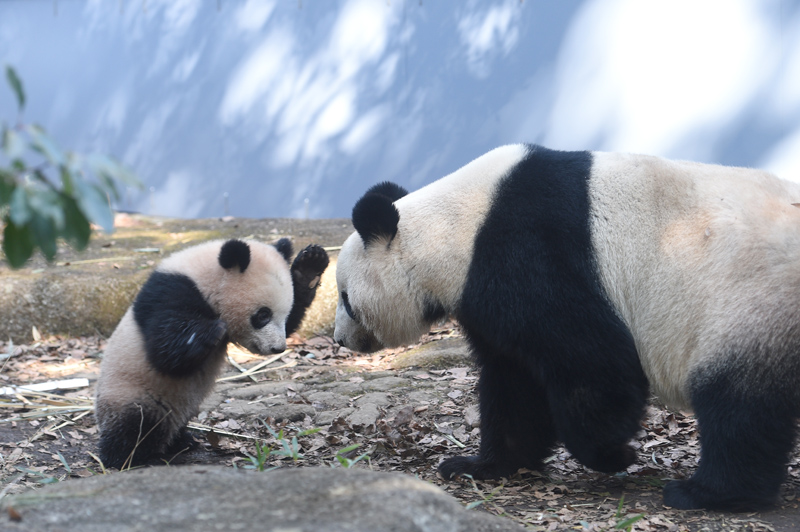 3 上野動物園無料開園日のジャイアントパンダ母子観覧は 事前申込 抽選制です 申込の受付を終了しました 東京ズーネット
