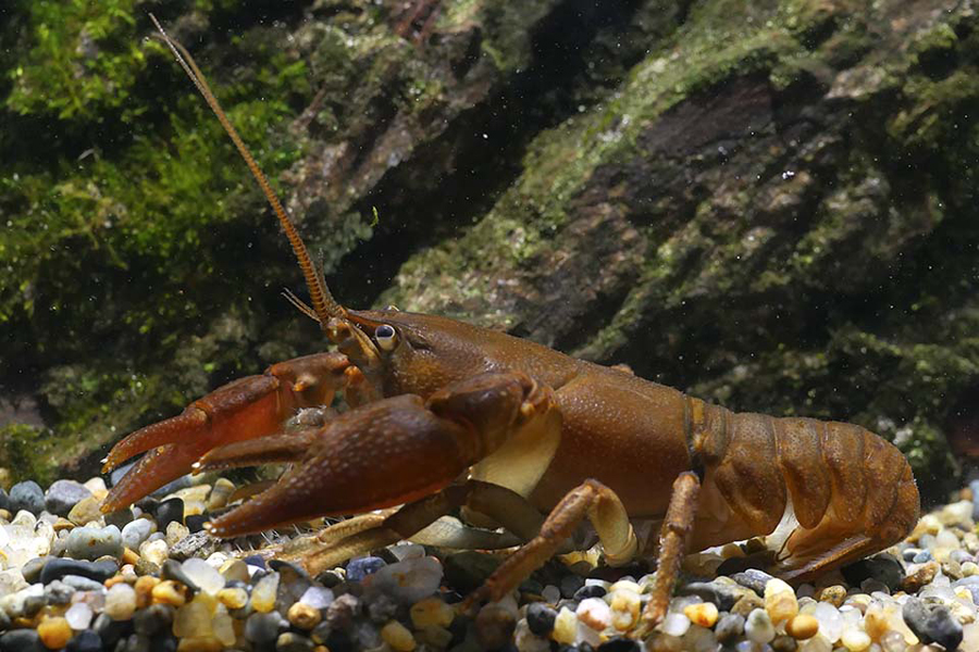 続々 新たな視点で見てみると 11 茶色のアメザリとは違います 特設展でニホンザリガニを展示 東京ズーネット