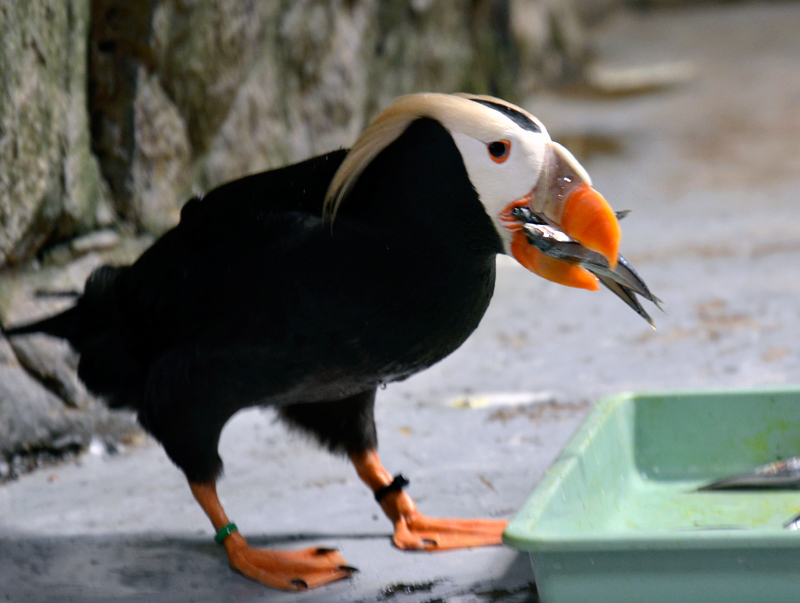 水族園の鳥類から探る くちばしに隠された秘密 東京ズーネット