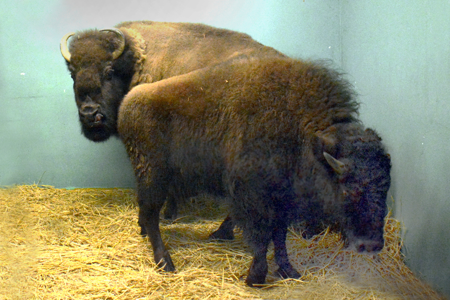 アメリカバイソンのメス2頭 ヒート と ラテ が千葉市動物公園から来園しました 東京ズーネット