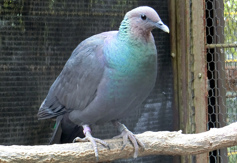 アカガシラカラスバト保護個体の繁殖に向けて 東京ズーネット