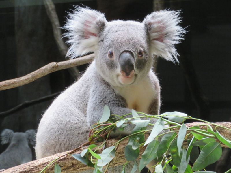 コアラの タイチ が名古屋市東山動植物園へ移動します 東京ズーネット