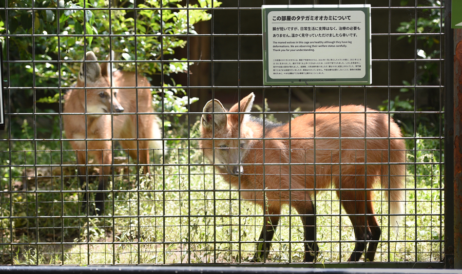 タテガミオオカミ2頭を公開 8 29 もう1頭が死亡しました 東京ズーネット