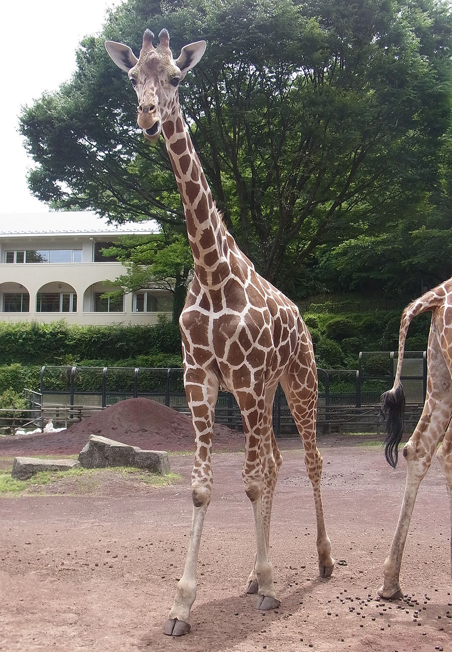 キリン テンスケ が札幌市円山動物園へ移動します 東京ズーネット