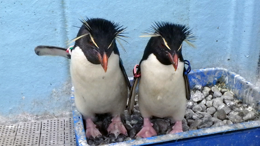 ペンギンどうしは一目でわかる 雌雄の区別 東京ズーネット