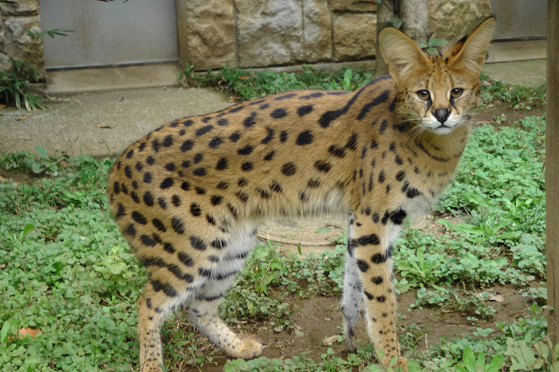 サーバル ルナ が群馬サファリパークへ移動します 東京ズーネット