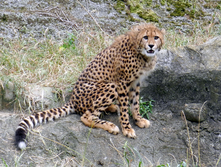 チーター四つ子 それぞれの成長 東京ズーネット