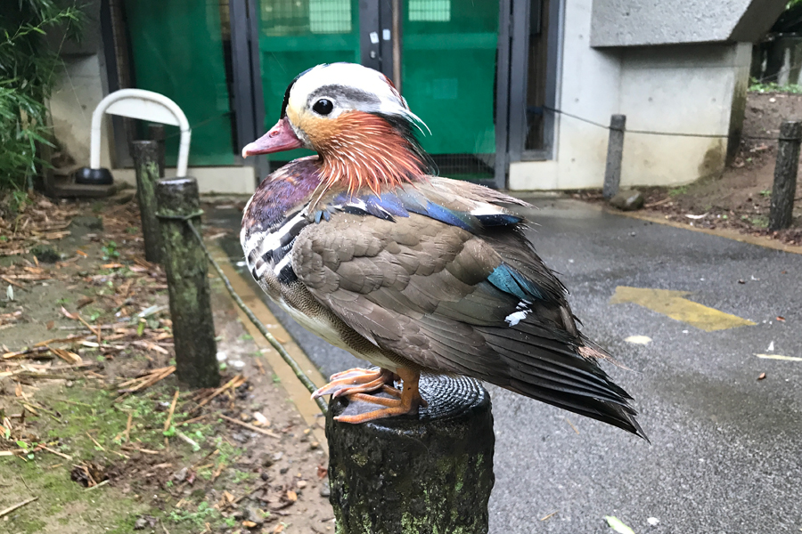 鳥たちの 衣替え 換羽の話 東京ズーネット