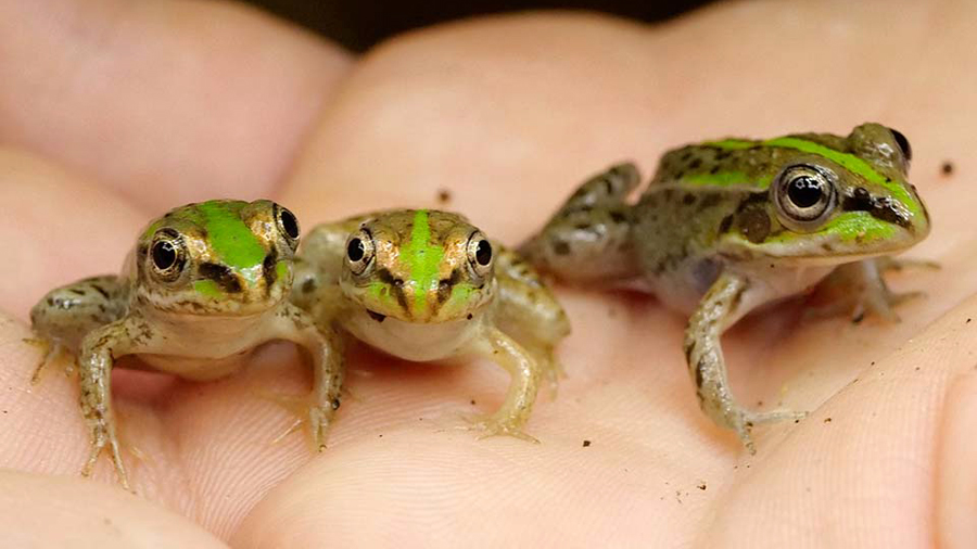 続々 新たな視点で見てみると 23 カエルの食事はパクッとひと飲み トウキョウダルマガエル幼体の食事 東京ズーネット