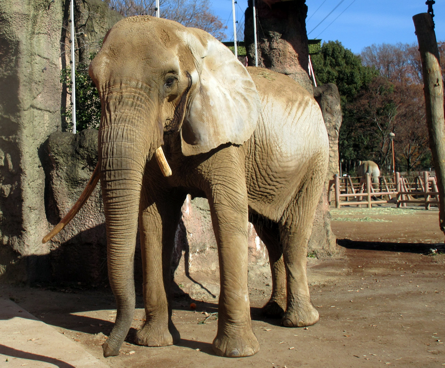 アフリカゾウの アコ 来園51年 東京ズーネット