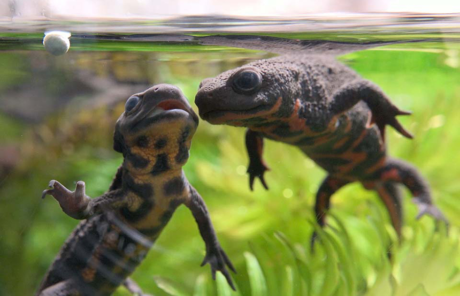 続々 新たな視点で見てみると 26 食べる 飲み込む 噛みつく アカハライモリの食事 東京ズーネット