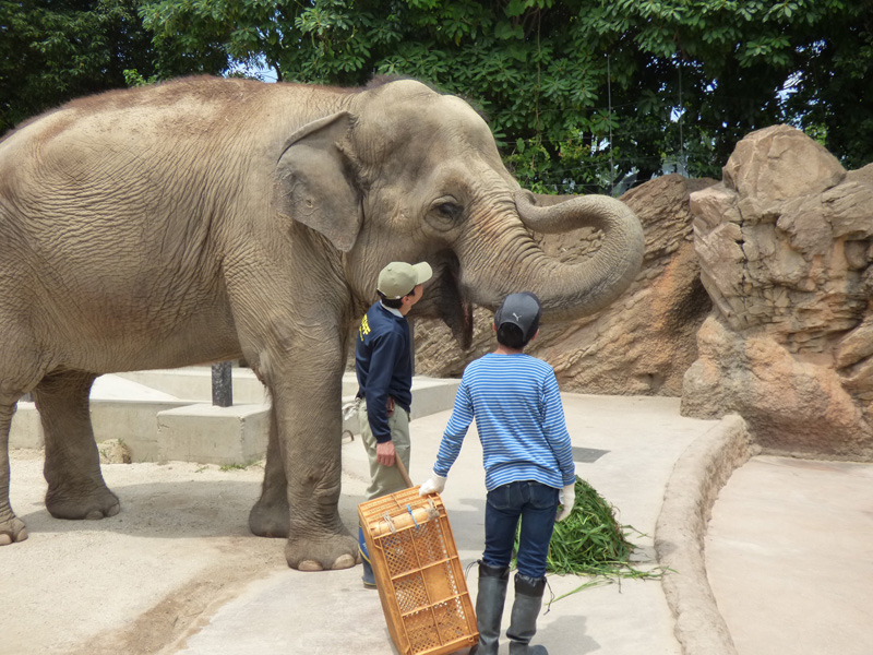 うえのzooスクール参加者募集 募集終了しました 東京ズーネット