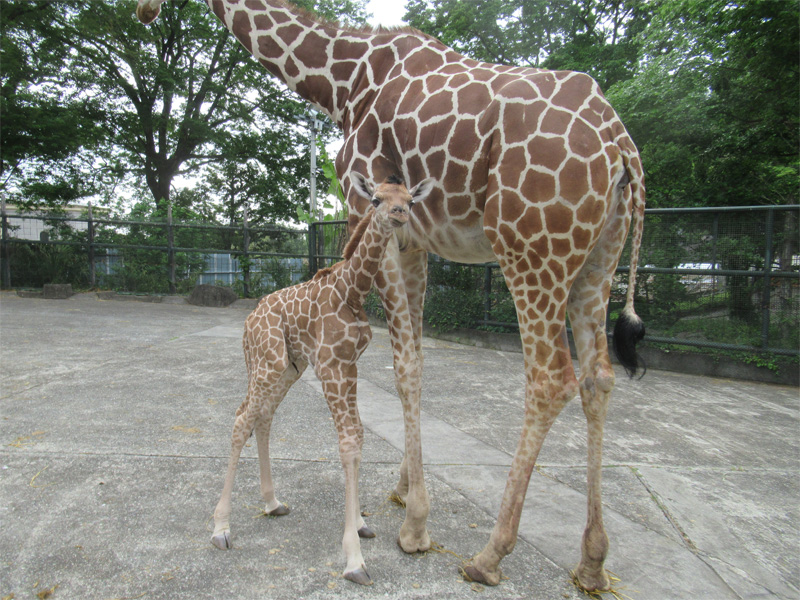 キリンが生まれました 東京ズーネット