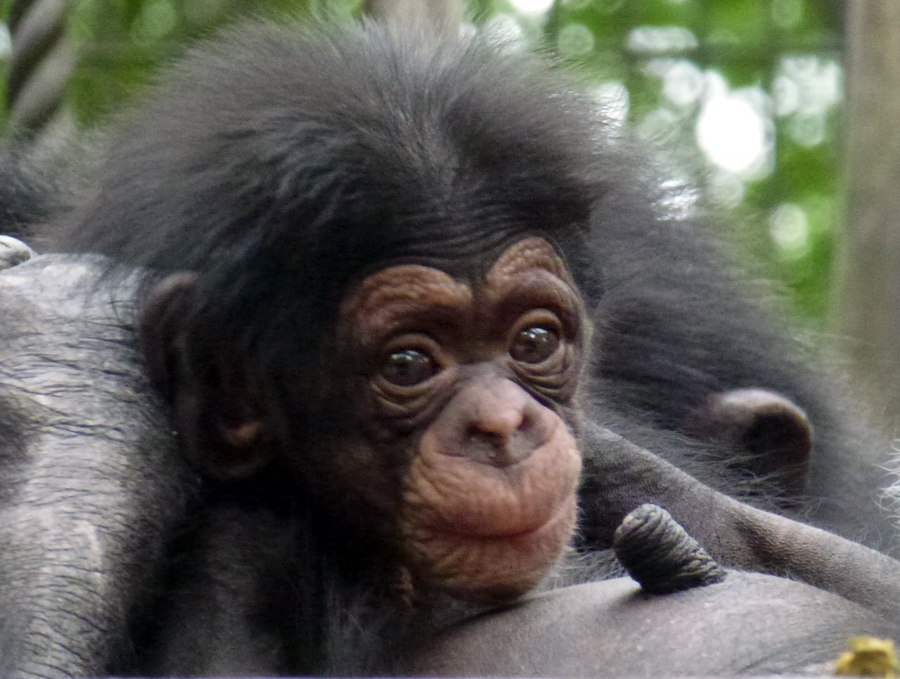 チンパンジーの子 イブキ と母親 モモコ 群れの個体と少しずつ同居の練習 東京ズーネット