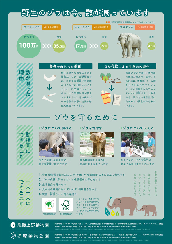8 12は 世界ゾウの日 都立動物園で ゾウ について知ろう 東京ズーネット