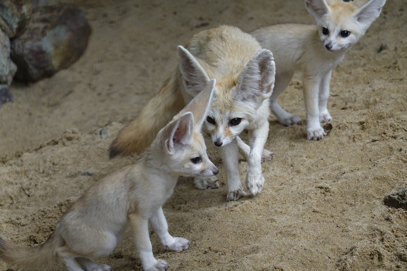 動物園 井の頭