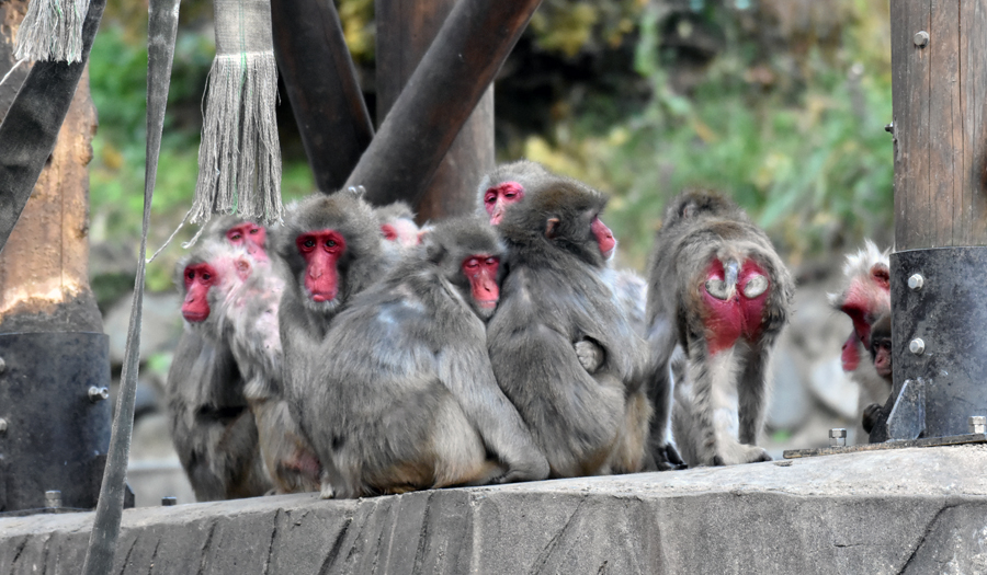 ニホンザルのオスたちのくらし オス セタシジミ の行動を手がかりに 東京ズーネット