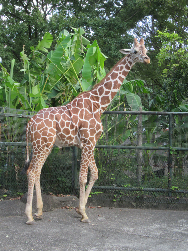 キリンの ジュリー を仙台市八木山動物公園へ移動します 東京ズーネット