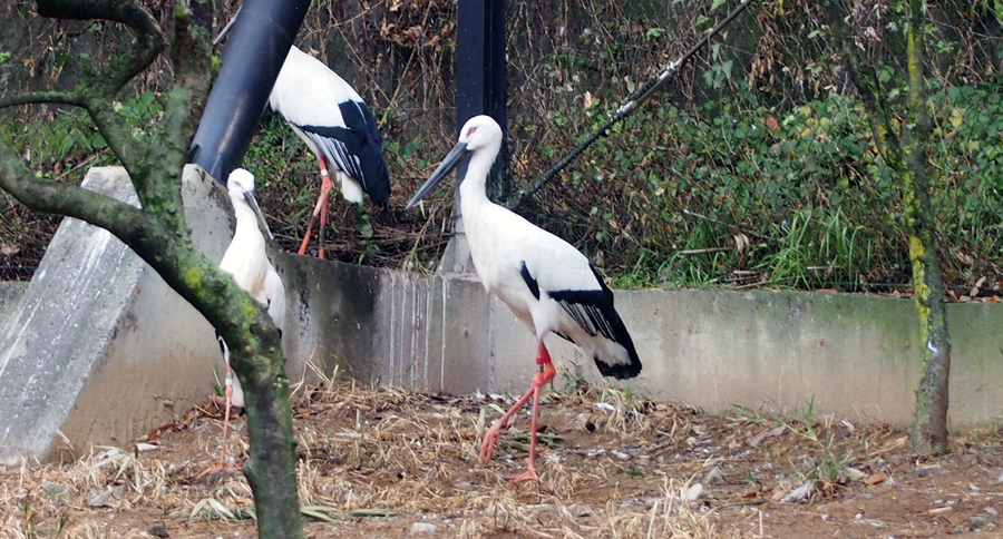 ニホンコウノトリが死亡しました 東京ズーネット