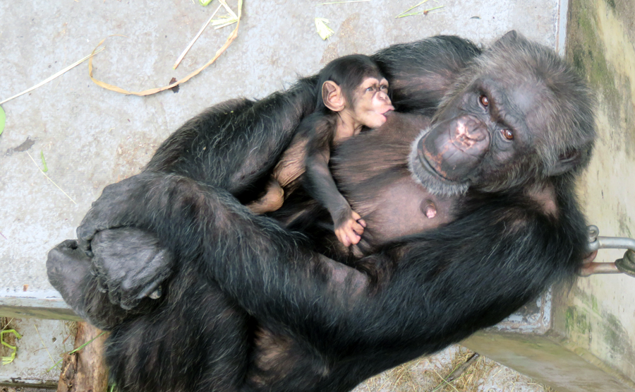 チンパンジー ピーチ の成長 出産と子育て 東京ズーネット