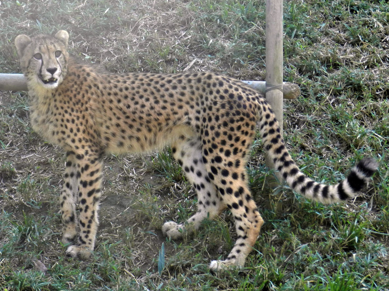 チーターの ハヤト ロン を姫路セントラルパークへ移動します 東京ズーネット