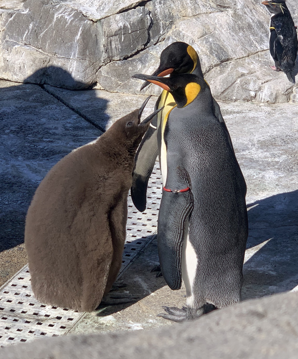 オウサマペンギンのひなの名前が ロワ に決まりました 東京ズーネット