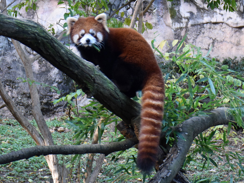 レッサーパンダの リーファ を豊橋総合動植物公園へ移動します 東京ズーネット
